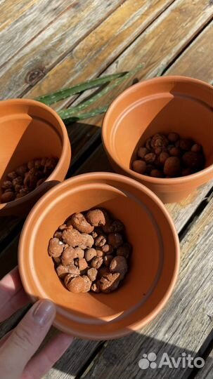 Алоэ, лекарственое растение