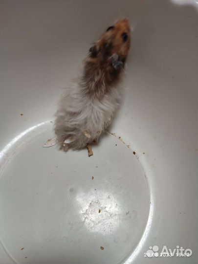 Сирийские хомячки ручные