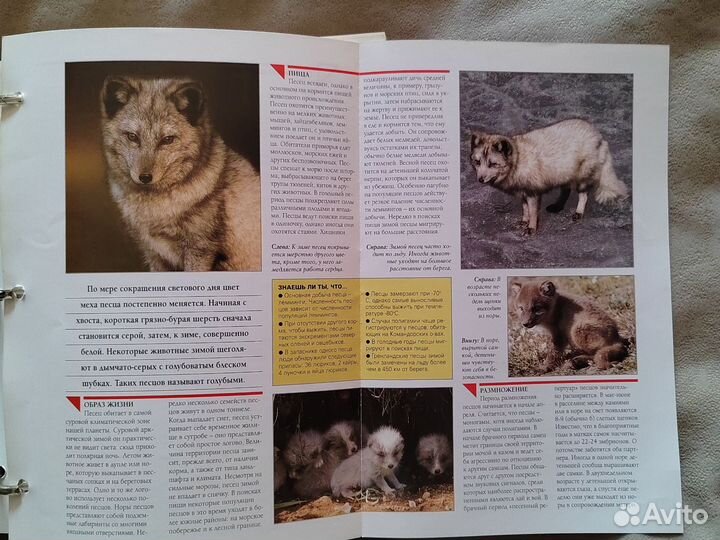 Энциклопедия 