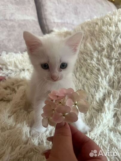 Котенок(мальчик)