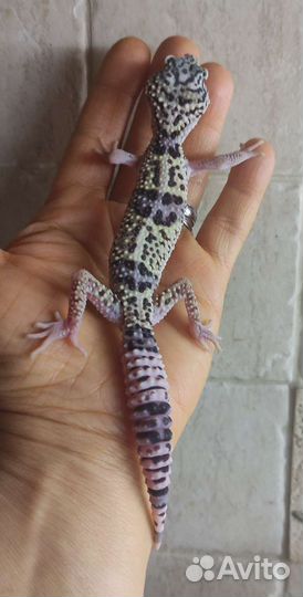 Иранские эублефары