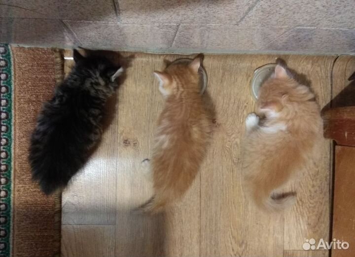 Котята