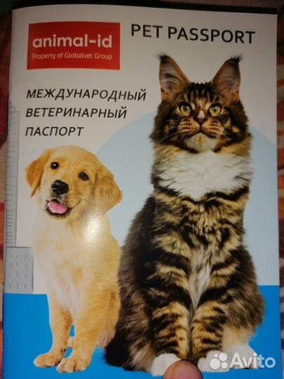 Канадский сфинкс котенок
