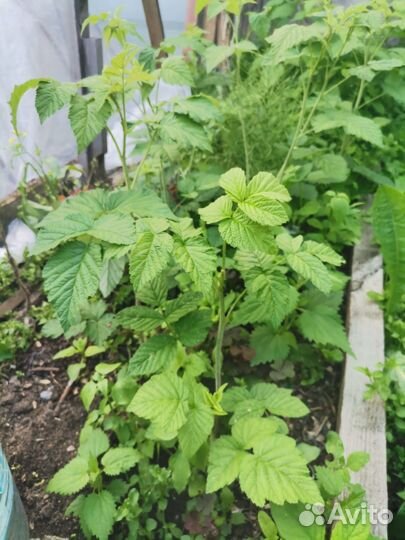 Малина саженцы