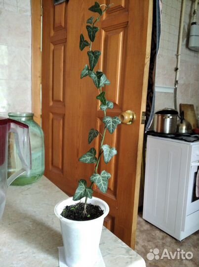 Плющ уличный