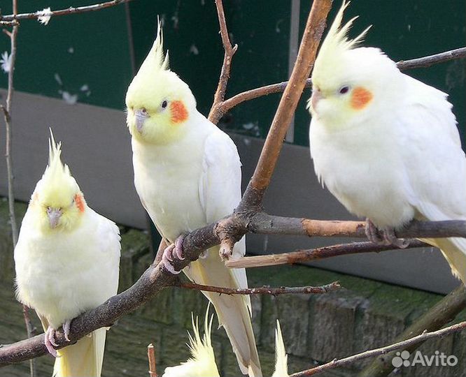 Попугай белая корелла