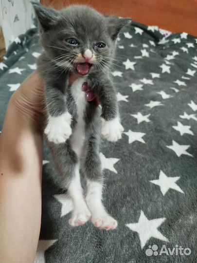 Отдам котят