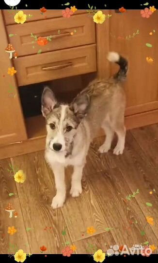 Очаровательные щенки ищут дом