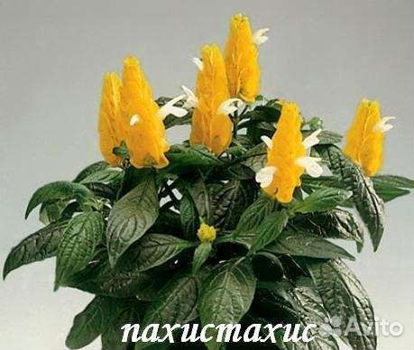 Пахистахисы,белопероне,кислицы,хойи и др