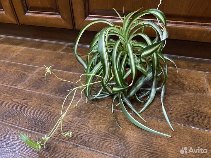 Хлорофитум кудрявый, восхитительное растение