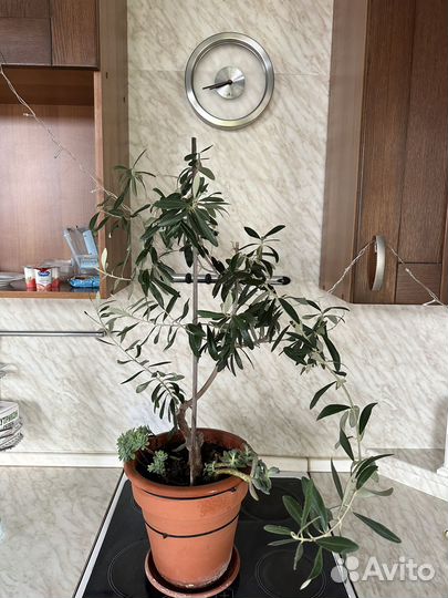 Оливковое дерево оливка