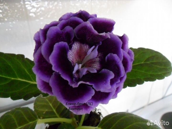 Глоксинии (свежесрез листья )