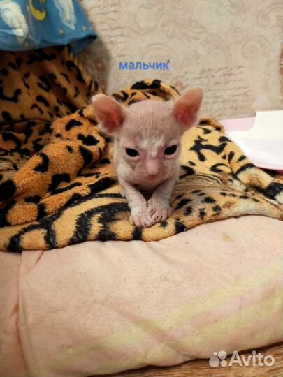 Донской сфинкс котята