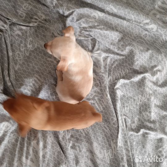 Щенки чихуахуа