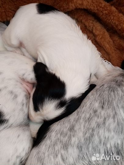 Русский охотничий спаниель щенки