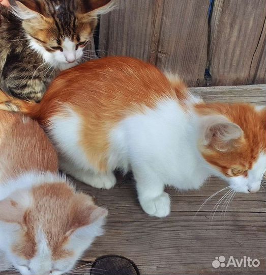Котята в добрые руки