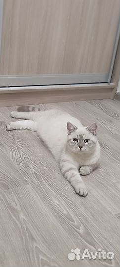Коты для вязки