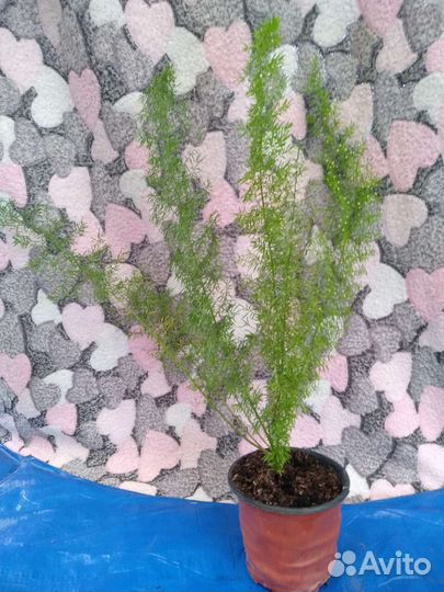 Стефанотис, генура, базела, аспарагус Мейера