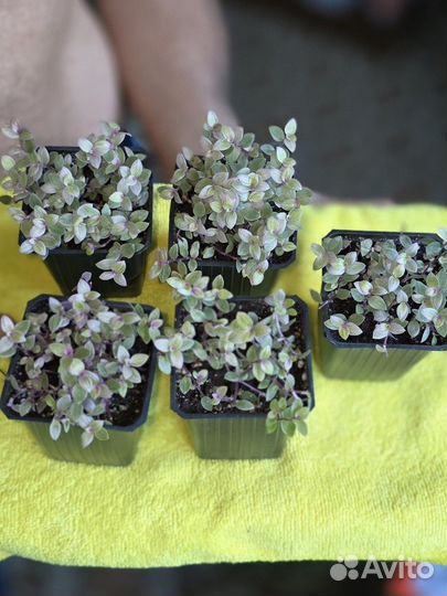 Кализия розовая пантера