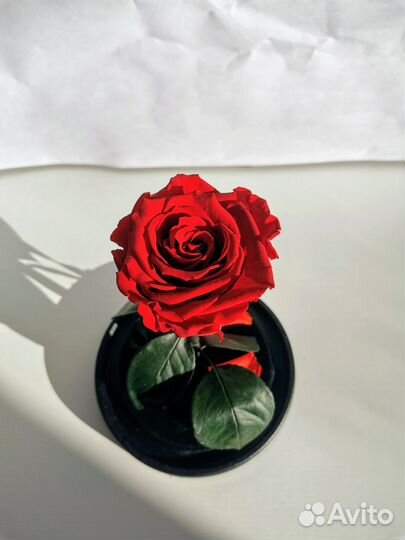 Вечная живая роза в колбе стабилизированная