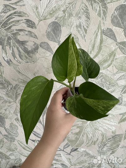 Пеларгония герань, эпипремнум