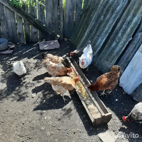 Куры и петух
