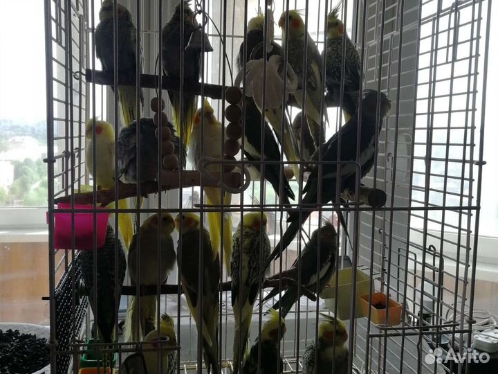 Птенцы. Попугая. Кореллы