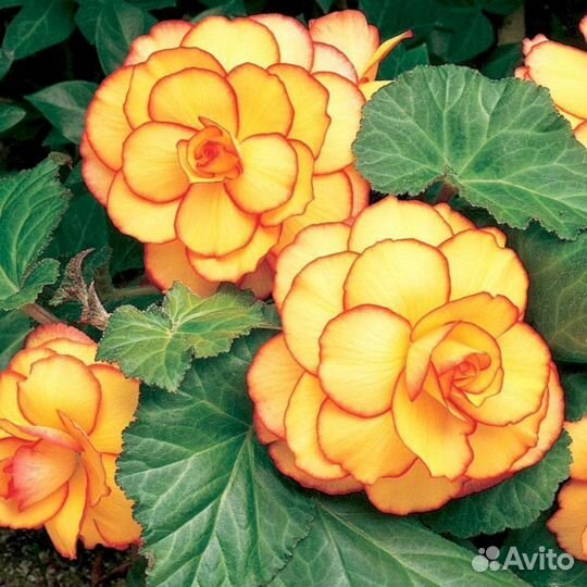 Многолетники Бегония Санглоу