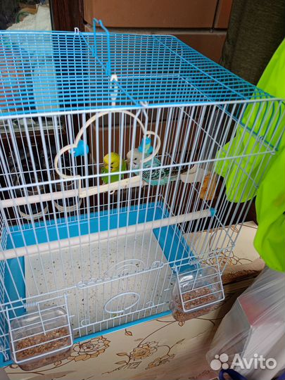 Волнистые попугаи с клеткой