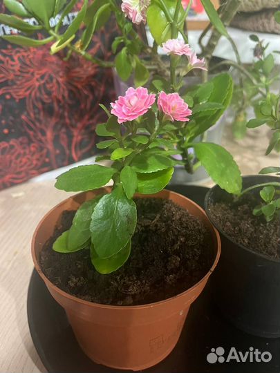 Каланхоэ цветущий