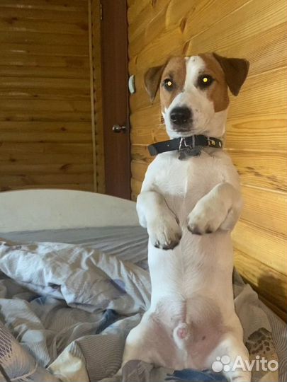 Вязка джек Рассел терьер, самец