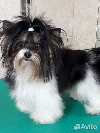 Вязка Бивера