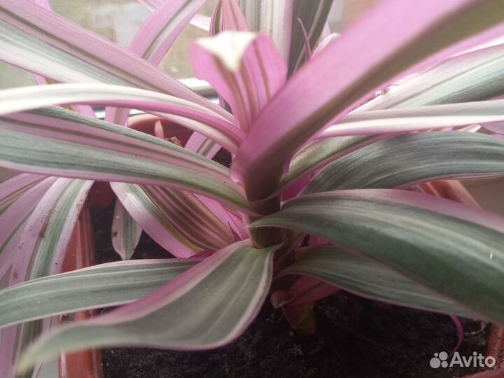 Традесканция рео триколор