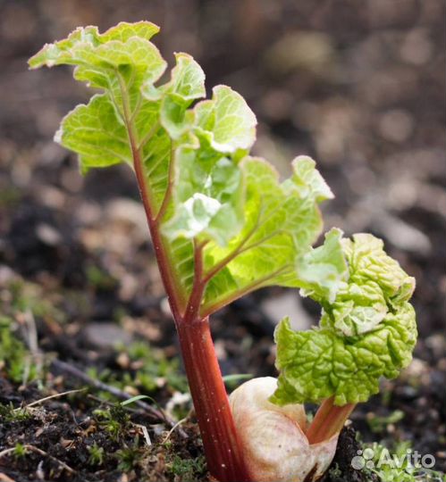 Ревень корень