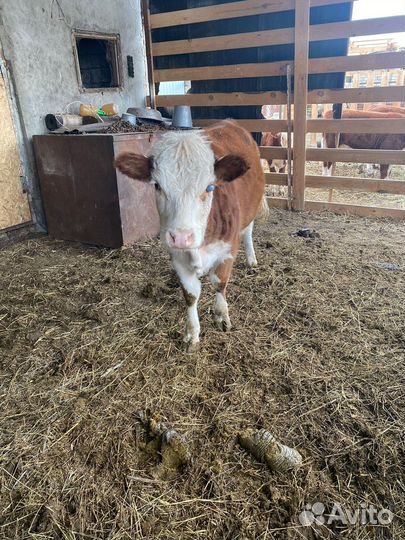 Телки казахская-белоголовая