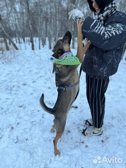 Умный добрый квартирный пес ищет дом