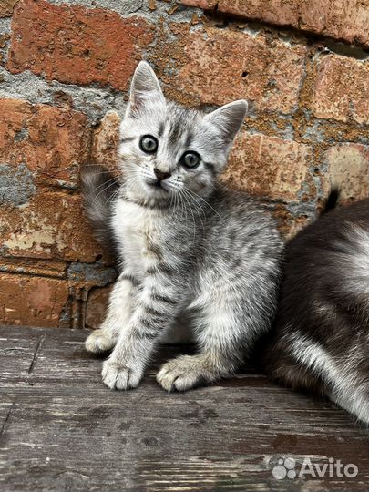 Кошки в добрые руки
