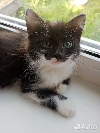 Котенок
