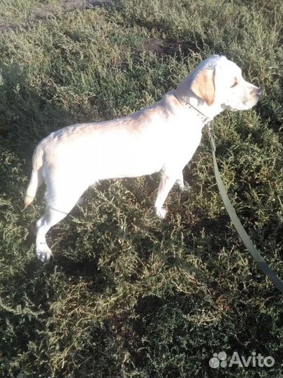 Продам лабрадора