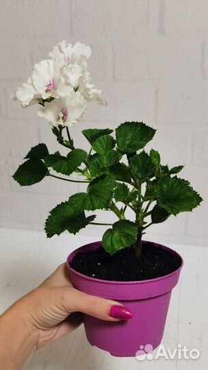 Королевская пеларгония, герань