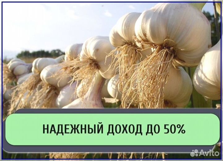 Ищу инвестора в с/х. Доход до 50%