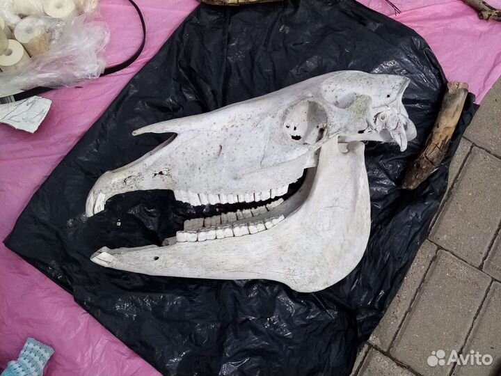 Череп лошади