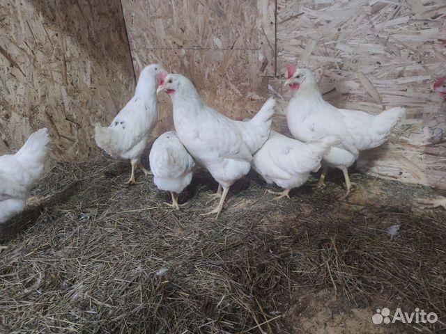 Куры несушки, утки, гуси,бролеры