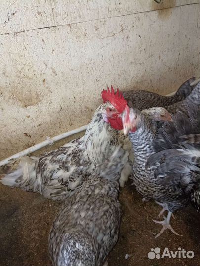 Молодые петухи