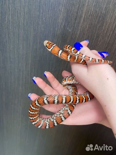 Королевская змея, удав, нигрита, кноблоха