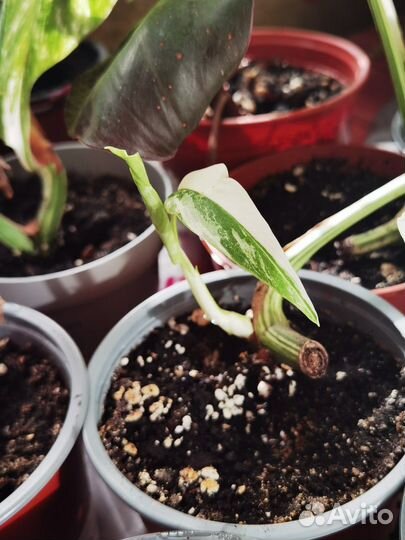 Монстера вариегатная alba