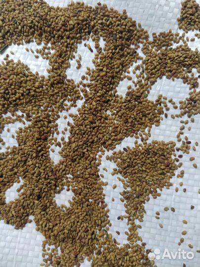 Семена Люцерны