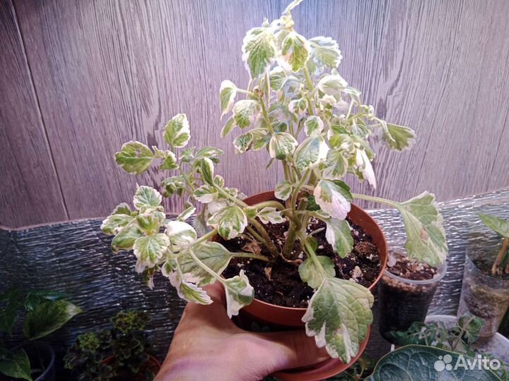 Плектрантус вариегатный