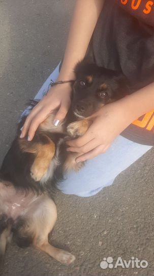 Чья потеряшка