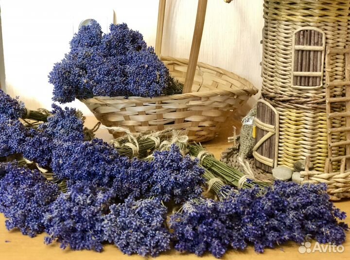 Лаванда сухоцвет